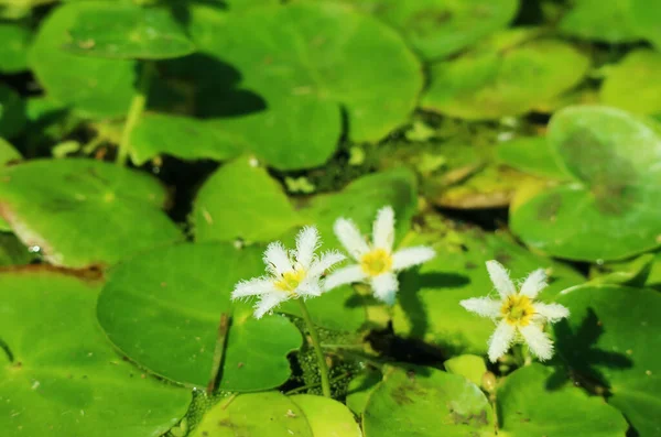 Tiny Snowflake Water Lily Nin Canlı Yeşil Pedlerin Üzerindeki White — Stok fotoğraf