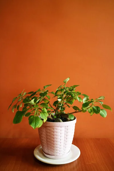 White Planter Growing Plants Orange Colored Wall — Stock Photo, Image