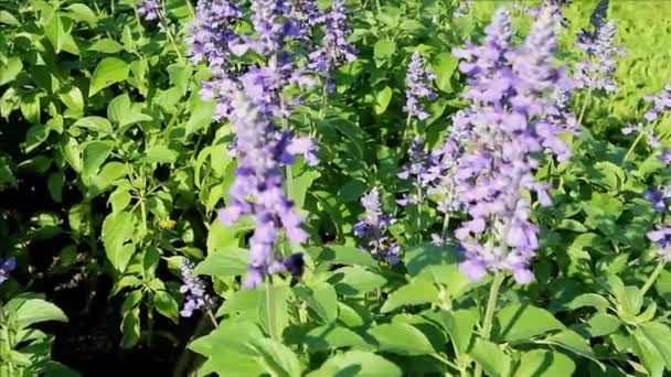Záběry Pole Kvetoucích Levandulí Rojem Včel Sbírajících Nektar — Stock video