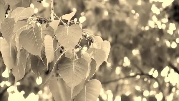 Fotografier Sepia Tonade Bodhi Träd Oliv Den Milda Vinden — Stockvideo