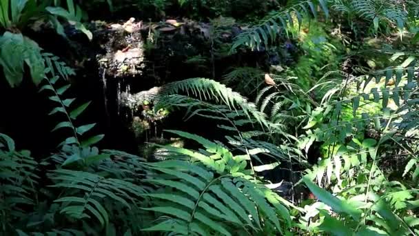 バックドロップの滝をカスケードする日光の緑の葉の映像 — ストック動画
