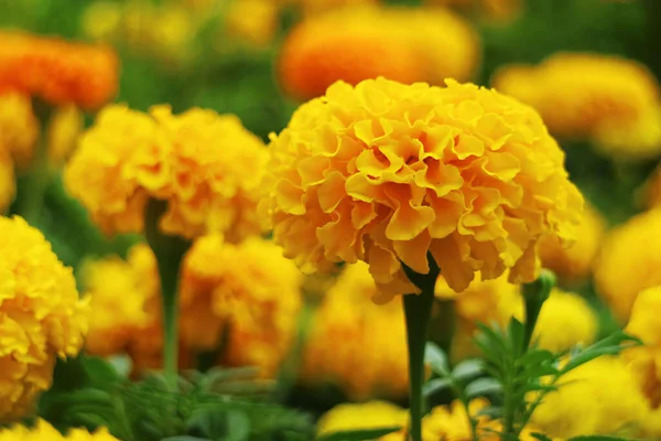 フィールドに咲く鮮やかな黄色のマリーゴールドの花の閉鎖 — ストック写真