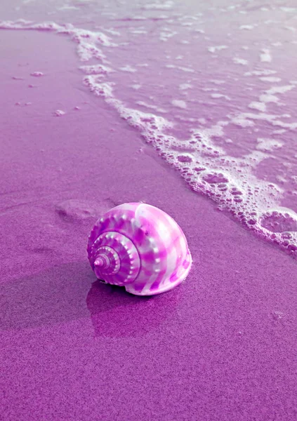 Pop Art Style Fioletowy Kolorowy Scotch Bonnet Sea Shell Izolowane — Zdjęcie stockowe
