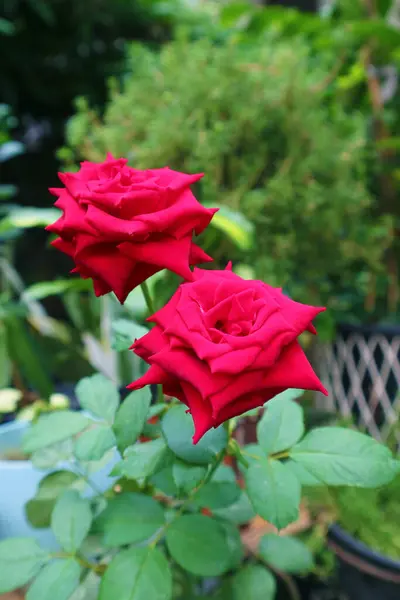 Pár Krásných Rudých Růží Kvetoucích Ranním Slunci — Stock fotografie
