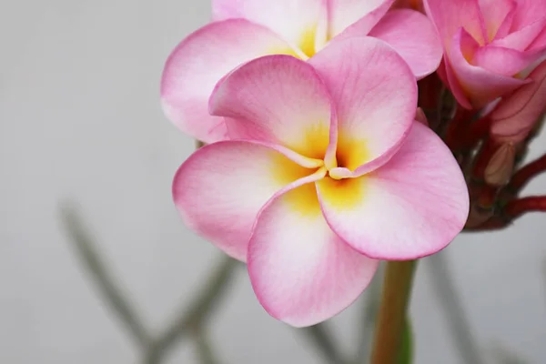 Closeup Stunning Blooming Gradient Pink Frangipani Flower — Stock Photo, Image