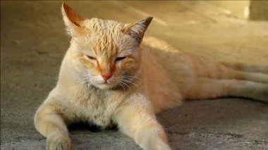 Sıcak gün ışığında dinlenen bir kedinin görüntüsü.