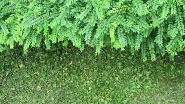 Canlı yeşil su yasemin yapraklarının bahçedeki görüntüsü.