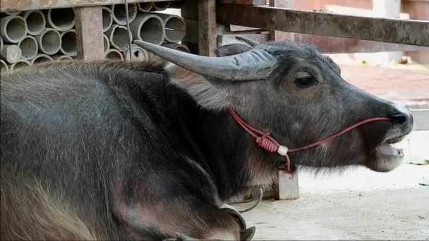 一个矮小的野牛在谷仓里咀嚼小牛的影像 — 图库视频影像
