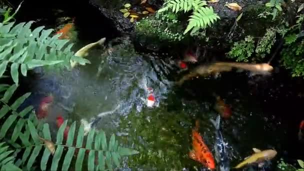 Filmación Una Escuela Hermosa Carpa Amur Nadando Activamente Estanque Koi — Vídeo de stock