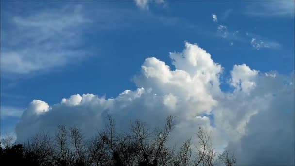 Видеозапись Пушистых Облаков Текущих Солнечном Небе Над Ветвями Сухого Дерева — стоковое видео