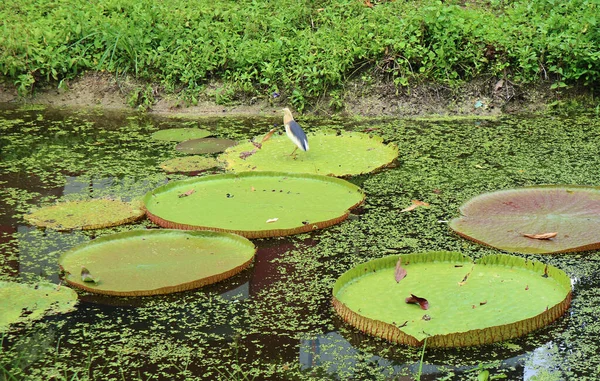 Javan Pond Heron Relaxante Victoria Amazonica Water Lily Pad — Fotografia de Stock