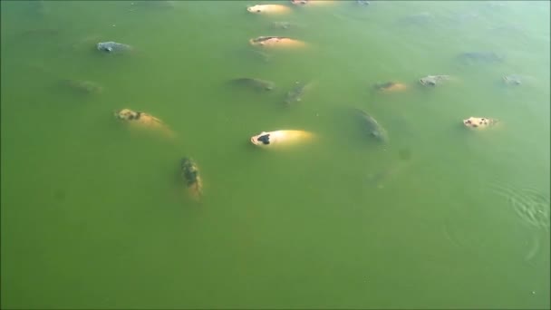 Footage School Black Red Nile Tilapias Relaxing Sunshine Pond — Stock Video