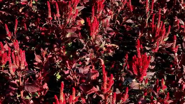 在阳光下生长的金银花天鹅绒红斑植物的影像 — 图库视频影像