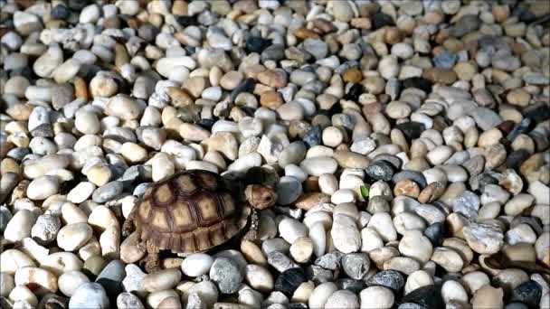 Filmaufnahmen Einer Baby Sulcata Schildkröte Die Auf Den Kieselsteinen Läuft — Stockvideo