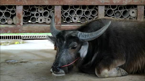 一个矮小的野牛在谷仓里咀嚼小牛的镜头 — 图库视频影像