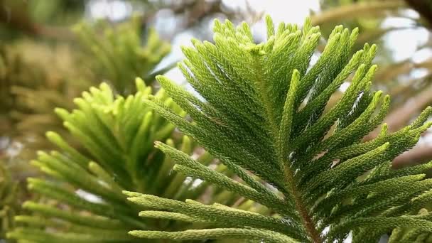Záběry Zářivě Zelené Listí Columnar Araucaria Nebo Cook Pine Ranním — Stock video