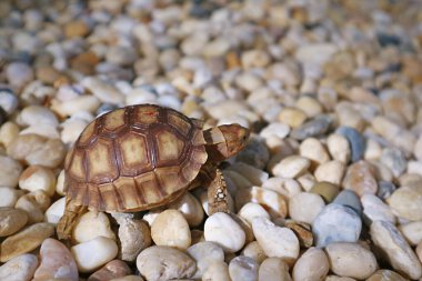Bebek Sulcata Kaplumbağa Gün Işığında Çakıl Taşlarında Yürüyor