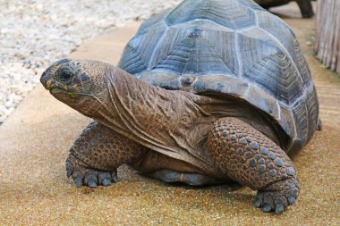 Dev Aldabra Dev Kaplumbağa ya da Aldabrachelys Dev Çayı Güneş Işığında Özgürce Dolaşıyor