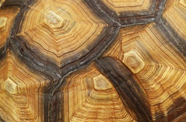 Olgun Sulcata Kaplumbağasının Karakter Örnekleri Kapandı