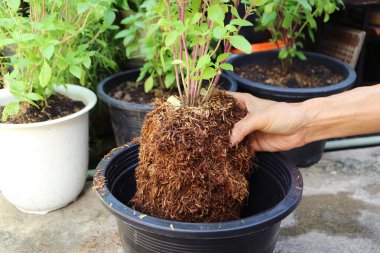 İnsanlar bahçeye fesleğen ekiyor.