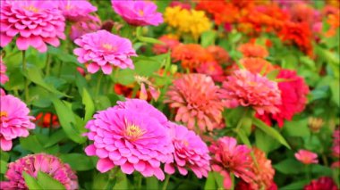 Tarlada Açan Muhteşem Pembe Zinnia Çiçeklerinin Görüntüsü