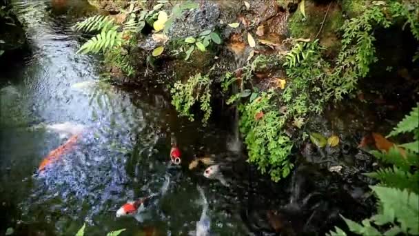 School Beautiful Amur Carp Swimming Happily Koi Pond Footage — Stock Video