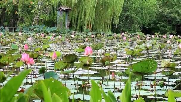 Grote Groep Van Roze Lotus Bloemen Bloeien Vijver Beelden — Stockvideo