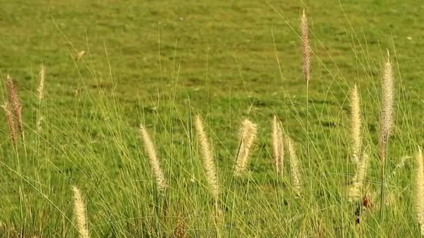 Footage Row Spikelet Vibrant Lawn Sunny Day — Stock Video