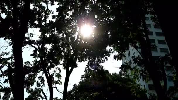 Filmagem Raios Sol Brilhando Através Silhueta Árvore Grande — Vídeo de Stock