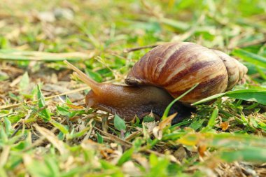 Kahverengi Çizgili Kabuklu Salyangoz Çimen Tarlasında Sürünüyor