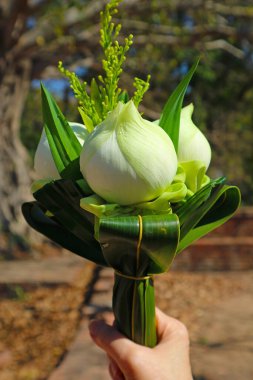 Ayutthaya, Tayland Tapınağı 'ndaki Buda resimlerine sunmak için bir buket nilüfer çiçeği tutuyorum.