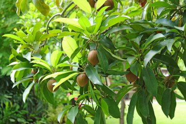 Bahçedeki meyveli Sapodilla ağacı