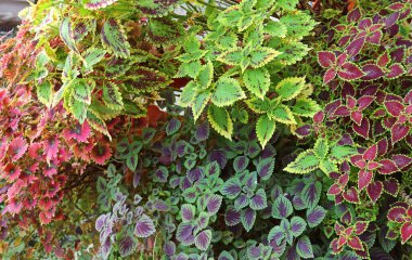 Closeup of Vivid Colored Variegated Leaves of Coleus Plant in the Garden