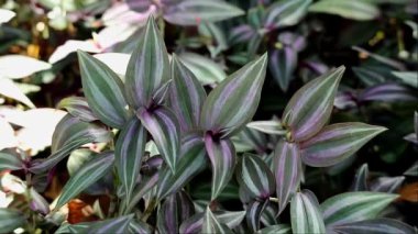 Gezgin Adam 'ın Hafif Rüzgarda Çalı Çekimi