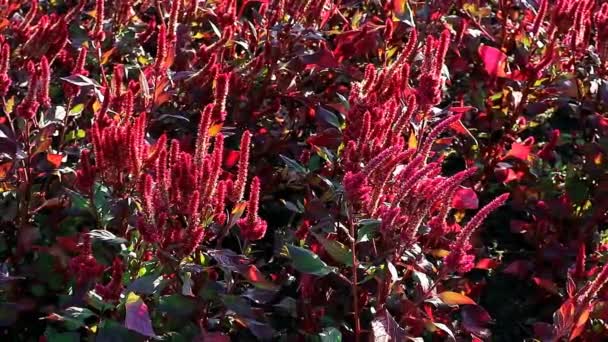 Filmaufnahmen Von Prächtig Blühenden Kupferblatt Pflanzen Die Sonnenlicht Wachsen — Stockvideo