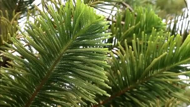 Columnar Araucaria Cook Pine Morning Sunlight의 활기찬 폴리지 — 비디오