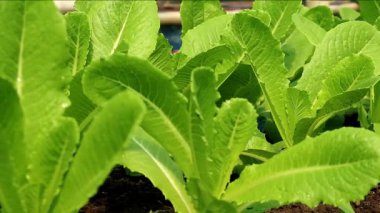Vibrant Green Cos Martuce 'un Serada Büyüyen Görüntüleri