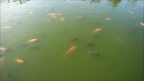 Footage School Black Red Nile Tilapias Relaxing Sunshine Pond — Stok Video