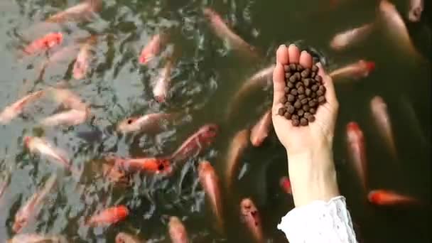 Bilder Människor Matning Pond Pellets Till Stor Skola Röd Tilapia — Stockvideo