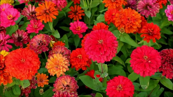 Filmación Racimos Vibrantes Flores Rojas Zinnia Floreciendo Campo — Vídeo de stock