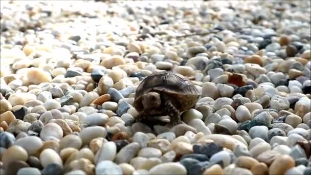 Nagranie Małego Żółwia Sulcata Spacerującego Kamyczkach — Wideo stockowe