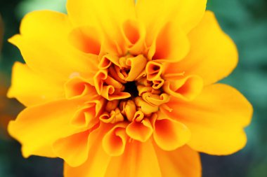 Sersemletici Marigold Çiçeği Detaylarının Kapanışı
