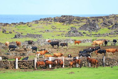 Pasifik Okyanusu kıyısındaki Sığır Çiftliği, Paskalya Adası, Şili 'deki UNESCO Dünya Mirasları Alanı, Güney Amerika