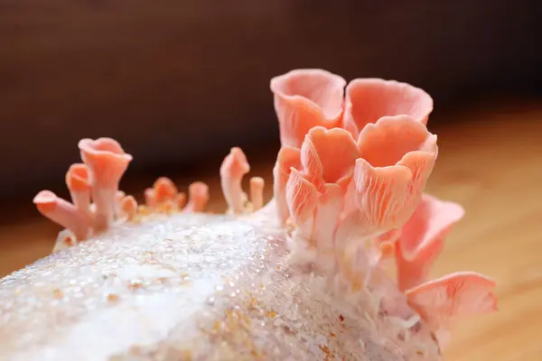 Closeup of Immature Pink Oyster Mushrooms Growing Out of Mycelium