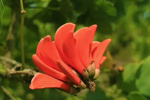 Vivid Orange Bunga Merah Pantai Pohon Karang Pulau Paskah Chili Stok Foto