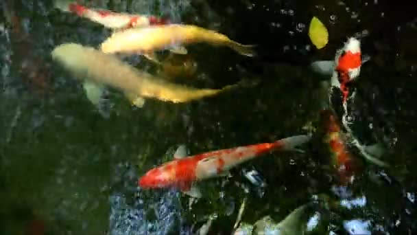 Filmagem Uma Escola Cor Vívida Amur Carpa Nadando Feliz Uma — Vídeo de Stock