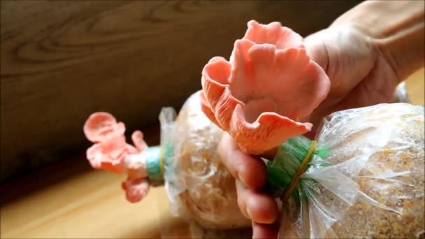 スパンのバッグから活気のあるピンクのオイスターのキノコを収穫する男の手の映像 — ストック動画