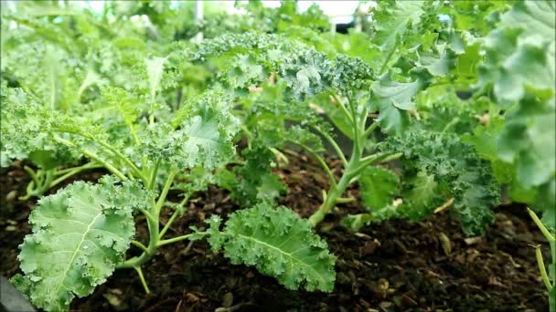 Filmación Filas Kales Creciendo Invernadero — Vídeo de stock
