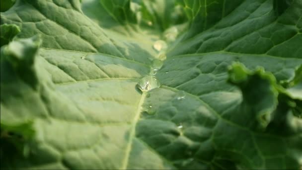 Πλάνα Σταγονιδίων Νερού Στην Καλλιέργεια Φύλλων Kale Του — Αρχείο Βίντεο