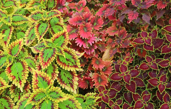 Colorful Variegated Leaves of Painted Nettle Coleus and Trusty Rusty Coleus in the Garden